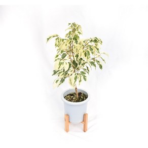 서비내 스타라이트 벤자민 Ficus Benjamina 'vaiegata' 무늬 칼라 중품 플렌테리어 공기정화 관엽식물, 1개