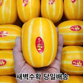 [산지직송 당도선별] 성주 꿀 참외 [혼합/꼬마/중과/대과] 선물용 로얄과 2kg 3kg 5kg 10kg, 1개, 11. 중과 5kg