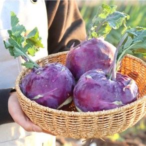 국내산 제주 콜라비1kg 3kg 5kg 산지직송 고당도 빠른배송, 1kg, 1박스