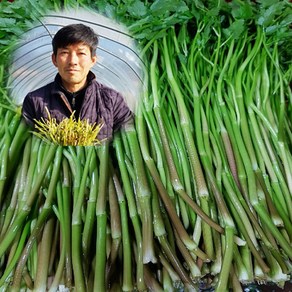 청도 한재 미나리 1kg 무농약 친환경 한방 미나리 대구미나리