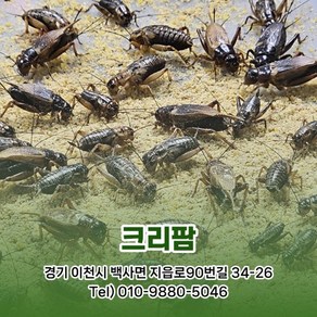 귀뚜라미 쌍별귀뚜라미 파충류 도마뱀먹이 사이즈-핀헤드 0.2cm, 50개, 1g