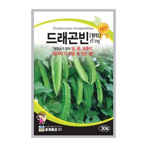 드래곤빈 30립/ 콩씨앗 콩씨 이색종자 주말농장 베란다텃밭 윙빈 날개콩 wingbean