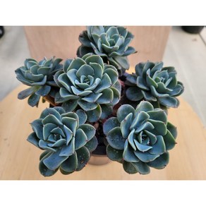 [청담다육] 쉘리 컷팅군생 (랜덤배송), 1, 1개