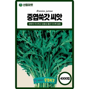 산들마켓 중엽쑥갓 씨앗 4000립 생육이 우수하고 상품성이 좋은 맛좋은 고급종 종자, 1개