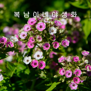 프록스 오키드 옐로우 [1개 복남이네야생화 모종 플록스 phlox], 1개
