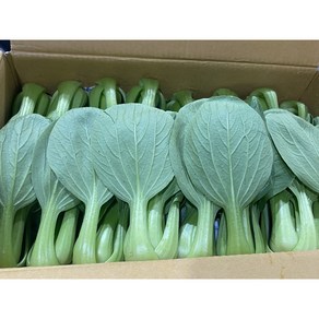 청해농산 국내산 청경채 2kg 4kg 당일경매