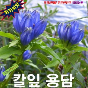 (희귀씨앗) 칼잎용담 (과남풀) 25립, 1개