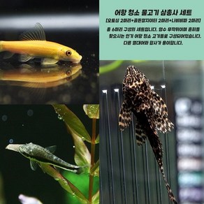 청소하는 물고기 삼총사(오토싱2+골든알지이타2+비파2) [6마리], 1개, 10g