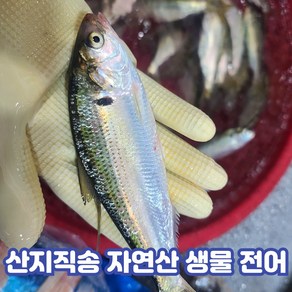 국내산 자연산 제철 전어, 1kg, 1박스