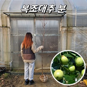 복조대추나무 3년생 R2~3 분묘 유실수 과실수 묘목 결실주, 1개, 복조대추 3년생(분)