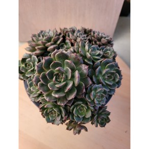 [청담다육] 올리비아 군생 다육이 (랜덤배송), 1, 1개