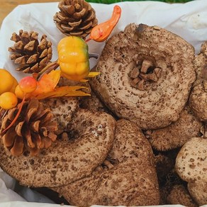 국내산 자연산 울진 능이버섯 (생 냉동 건조), 냉동능이300g(생물360g손질), 1개