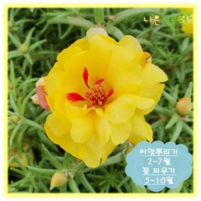 [나은식물원]246. 겹채송화-엘로우 50립 내외