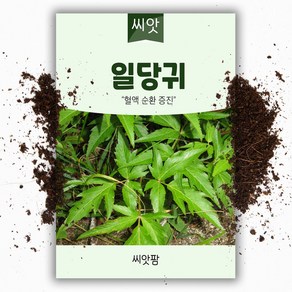 씨앗팜 일당귀 씨앗 (1g) 당귀씨앗 종자