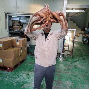 [산지직송] 당일조업 자연산 돌문어 1.4kg-1.5kg내외 / 1마리, 1개, 900g~1kg내외 (1미)