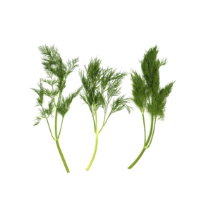 딜 Dill 1팩 10g 허브 향신료, 1개