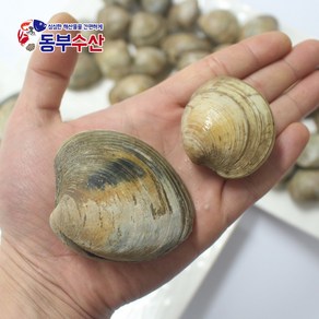 백상합 1kg 20알 내외 백합 생합 상합 구이용조개 칼국수조개, 백상합(대) 1kg 20알내외, 1개