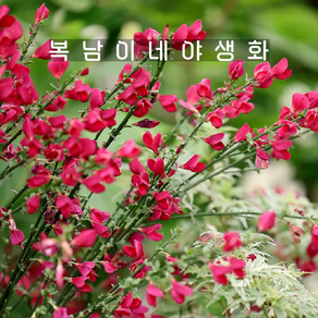 노지월동 애니시다 보스콥루비 [1개 복남이네야생화 모종 브룸 사이티서스 cytisus], 1개