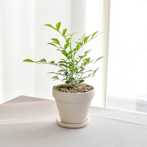 오렌지자스민 키우기 쉬운 공기정화 식물 독일토분 분갈이 인테리어, ., 오렌지자스민(소)+독일토분 화이트크림 11호+받침9호, 1개