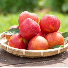 신선푸드] 경북 유명 산지 햇 자두, 1개, 1kg / 소