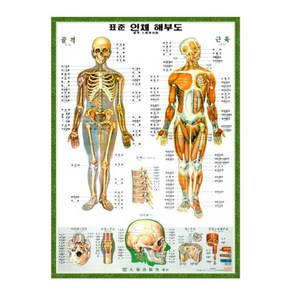 [대해] 한글 인체 골격근육차트 - 인체해부도, 천타입 (L사이즈 110cm x 153cm), 1개