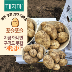 [제주 직배송] 대지마 제주 감자 국내산 감자 제주 구좌 감자 햇감자 제주 햇감자, 1박스, 5kg (특 대 혼합)