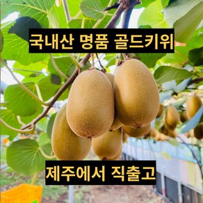 고당도 명품 제주 골드키위 대용량, 중과(65과 내외), 65개, 5kg