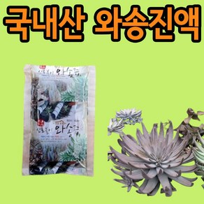 와송즙 자연산 와송 효소, 1박스, 6L