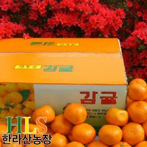 한라산농장 고당도 조생 귤 불만족시 무료반품, 귤 10KG 중대과 L~2L, 1개