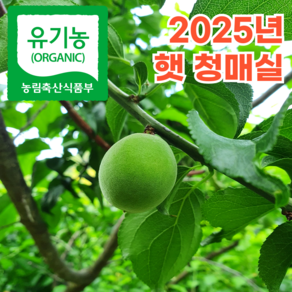 [품질보장] 25년 최상급 유기농 하동 청매실 장아찌용 매실, 1박스, 10kg(특품)