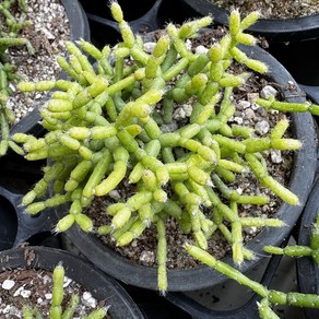 [올식스] 리프샤리프 립살리스 선인장, Rhipsalis, 1개, 단일