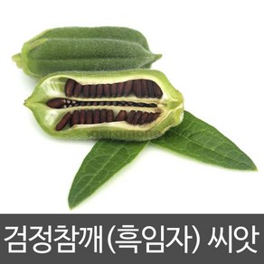 검정 참깨 씨앗 흑임자 깨 종자 흑깨 토종 씨 1000알, 1개