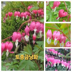 [비젼플라워] (야생화놀이터)---노지월동--베란다월동 -금낭화-토종금낭화, 1개, 00