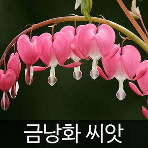 금낭화 씨앗 꽃 종자 야생화 야생초 채소 씨 20알, 1개