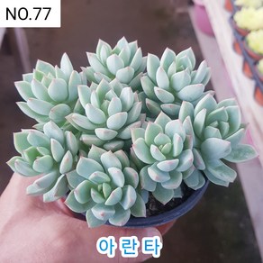다육식물- 희귀 다육 100가지 모아보기, [NO. 77] 9cm 포트, 1개
