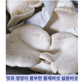 [국내산] 신선한 맛과 영양이 풍부한 명품 프리미엄 황제버섯 설원버섯