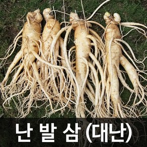 청명네이처 금산인삼 수삼(난발삼) 대난(375g) (5~6뿌리), 1개