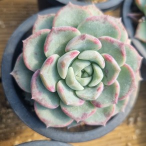 [수암다육] 핑크스팟 랜덤발송 Echeveria 'Pink Spot' 랜덤발송 다육 다육이 다육식물