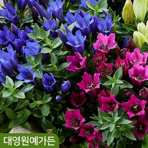 용담 가을꽃 12cm포트 2종 택1 야생화 다년초 정원수, 01-1. 트루블루 12cm포트, 1개