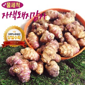 세척 생돼지감자 돼지감자 자색돼지감자 프리미엄급(특대), 10kg 프리미업급 특상품(대), 1박스