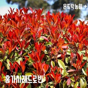 홍가시나무 묘목 레드로빈 3년생30-40cm 전원주택조경 울타리나무 [온뜨락농원plus]