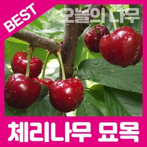 합리적 가격의 우수한 체리묘목(홍수봉 라핀 레기나 타이톤 등), 라핀(자가수정) 접목묘 상묘, 1개