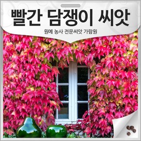 빨간 담쟁이 덩굴 씨앗 담쟁이 넝쿨 종자 빨강 30알, 1개