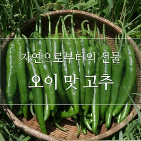 싱싱한 아삭이고추 1kg