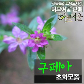 [허브여울모종] 구페아 (쿠페아 구피아) 꽃모종 (서울육묘생산 정품모종), 3개