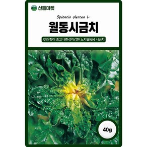 다농 월동시금치 씨앗 20g 노지 월동재배 시금치씨 종자, 1개