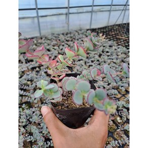 [평창][3포트]무늬세잎꿩의비름, 3개