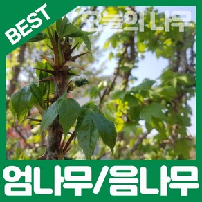 합리적 가격의 엄나무/음나무/민엄나무 묘목 판매, 가시없는 민엄나무묘목 상묘, 1개