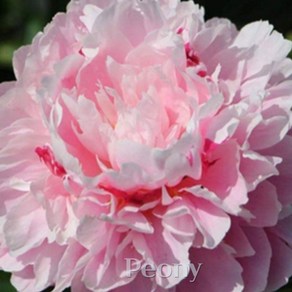 작약(Peony) 숙근 입고 특대품 분영홍화(5~6촉), 1개