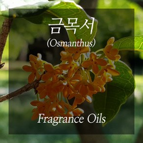 금목서 100ml 만리향 오스만투스 프레그런스오일, 1개